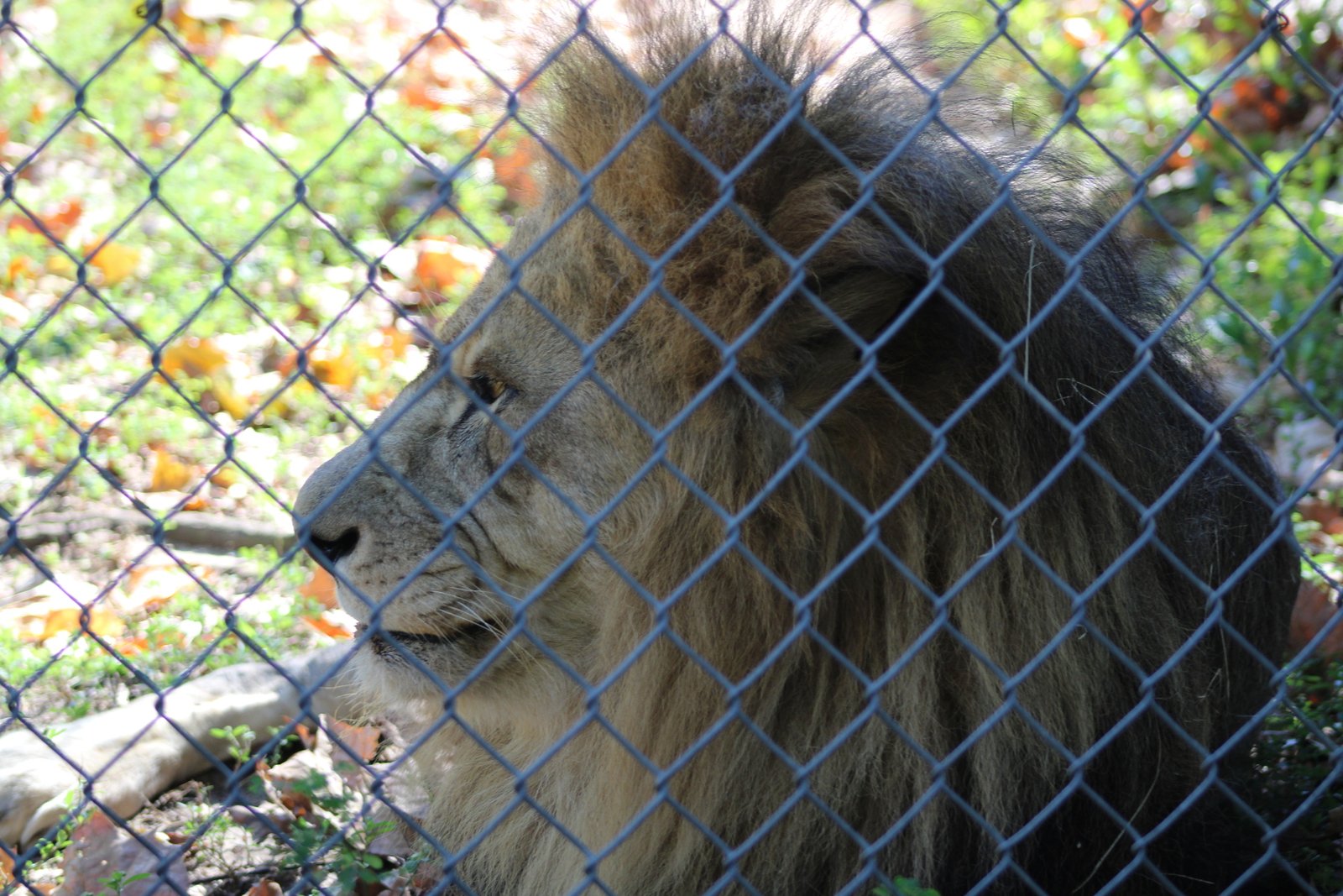 School group boarding a StarTrans bus at the entrance to a wildlife park near Toronto